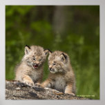 Two Canada Lynx Kittens Playing On A Log