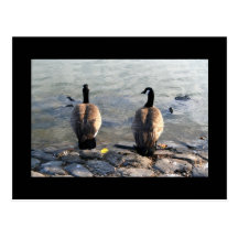 Two Canadian Geese Postcard