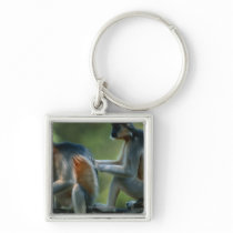 Two capped langurs (Presbytis pileatus) sitting Key Chains