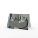 Two cats in the kitty condo cards