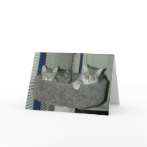 Two cats in the kitty condo cards