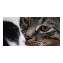 Two Cats Kissing Personalized Photo Card