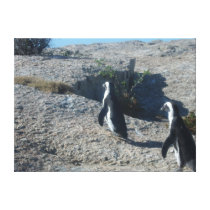 Two Cheeky Fellas at Boulder Bay Cape Town! Stretched Canvas Prints