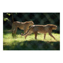 Two Cheetahs posters by ilpadrino Two Cheetahs posters