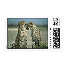 Two cheetahs sitting face to face stamp