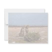 Two cheetahs sitting invitations by animalpark Two cheetahs sitting invitations