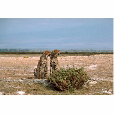 Cheetahs Sitting
