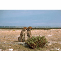 Two cheetahs sitting photo sculptures