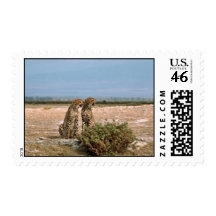 Two cheetahs sitting postage stamp