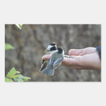 Two Chickadees on a Hand Stickers