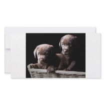 Two Chocolate Labrador Puppies Photo Card