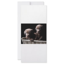 Two Chocolate Labrador Puppies Full Color Rack Card