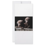 Two Chocolate Labrador Puppies Full Color Rack Card