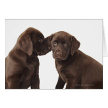 Two chocolate Labrador Retriever Puppies Greeting Cards