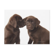 Two chocolate Labrador Retriever Puppies Post Cards