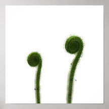 Two Coiled Sundew Leaves Print