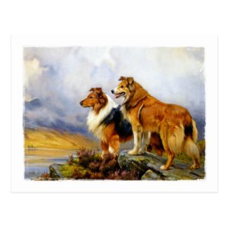 Two Collies above a Lake by Wright Barker Postcard
