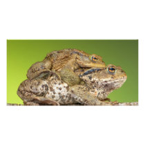 Two Common Toads Bufo Bufo Together