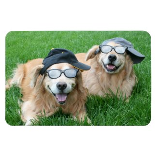 Two Cool Golden Retrievers in Hats and Sunglasses Rectangular Photo Magnet