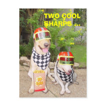 TWO COOL SHARPS ... postcards