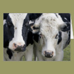 Two cows look up to say hello. cards