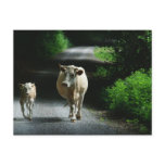 Two Cows on the Bummel Postcard