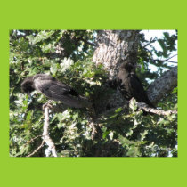 Two Crows Poster posters