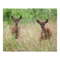 Two curious fawns. posters
