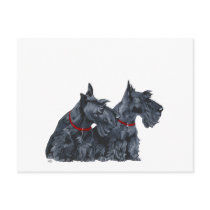 Two Curious Scottish Terriers Post Cards