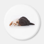 Two cute baby bunnies magnets
