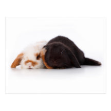Two cute baby bunnies postcards