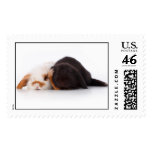 Two cute baby bunnies stamps