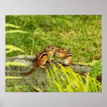 Two Cute Baby Chipmunks Print