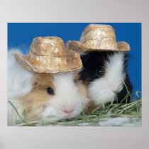 Two Cute Guinea Pigs Poster posters