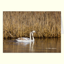 Two Cygnets Late Autumn cards