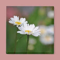 Two Daisies magnets