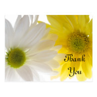 Two Daisies Thank You Postcard