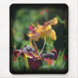 Two Daylilies mousepads