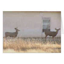 Two Deer At House cards by StormShooter Two Deer At House cards
