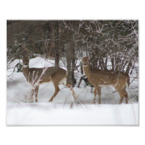 Two Deer