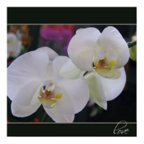 Two Delicate White Orchid flowers posters