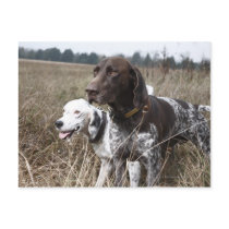 Two Dogs in Field, Houston, Texas, USA Post Card