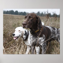 Two Dogs in Field, Houston, Texas, USA Print