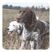 Two Dogs in Field, Houston, Texas, USA Square Stickers