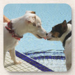 Two Dogs kissing at the poolside Coaster