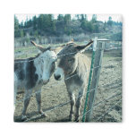 Two Donkeys Magnets