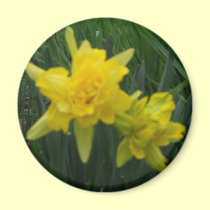 Two Double Daffodils magnets