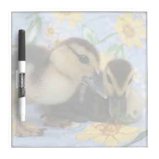 two ducklings one eyeing camera close Dry-Erase boards
