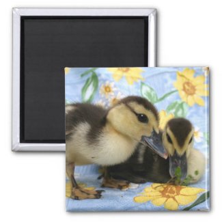 two ducklings one eyeing camera close fridge magnet