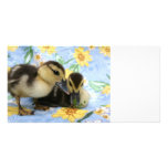 two ducklings one eyeing camera close photo greeting card